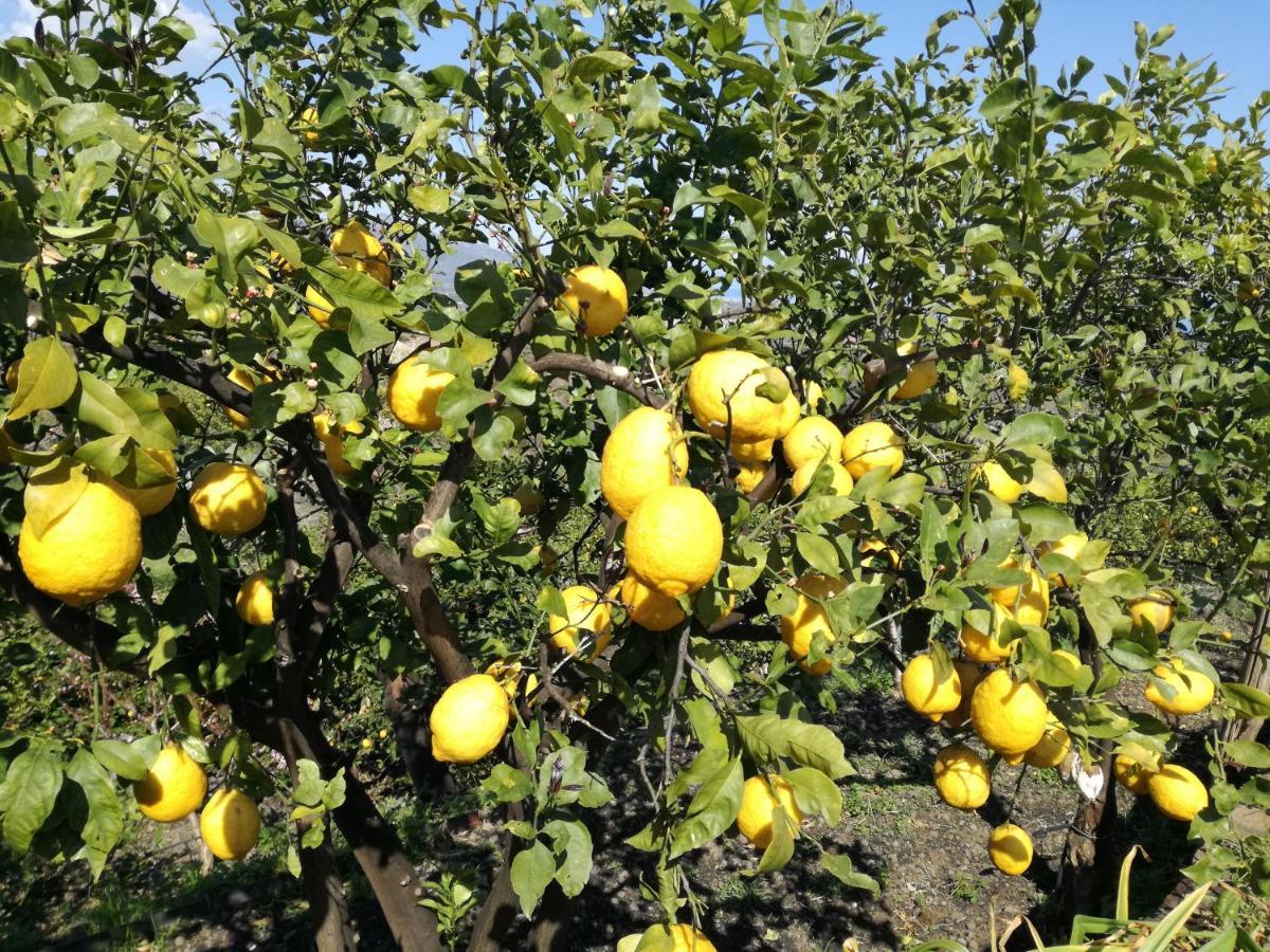 Il Limoneto Di Leo Villa Mascali Exterior photo